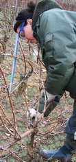 Champagne - Taille cordon de royat - pinot noir- pruning time